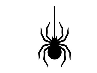 Primer plano de una araña negra con patas largas sobre fondo blanco