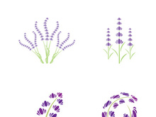 Fresh lavender flower logo vector flat design