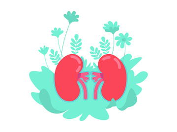 Anatomical kidney flat concept vector illustration preview picture