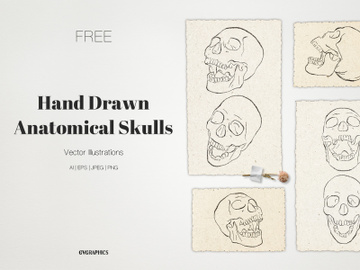 Hand Drawn Anatomical Skulls Vector Illustrations preview picture
