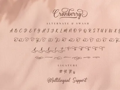Cranberry - Modern Script Font