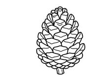 Close-up of a pine cone on white background. Natural botanical detail for nature and outdoor themes.