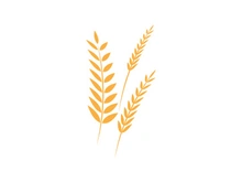 Agriculture wheat rice icon illustration