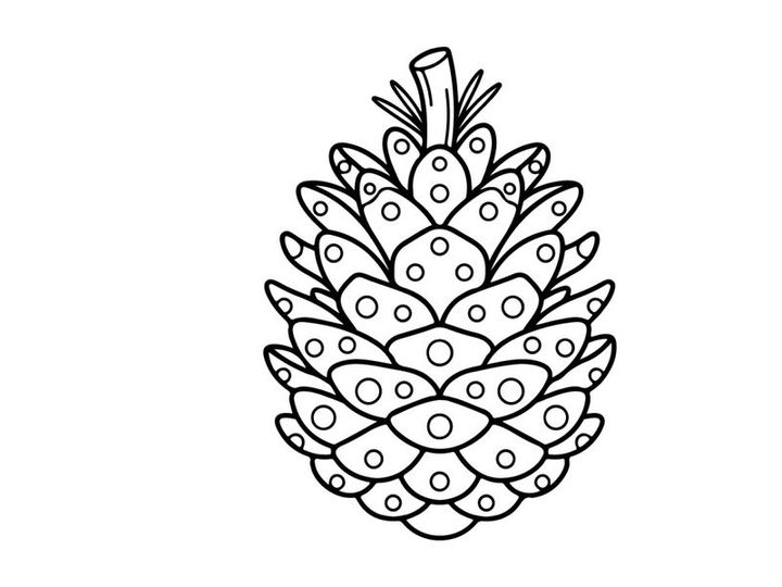 Ilustrasi seni garis pinus. Sketsa botani bergambar tangan pohon konifer biji.