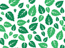 Mint Leaf icon template  illustration