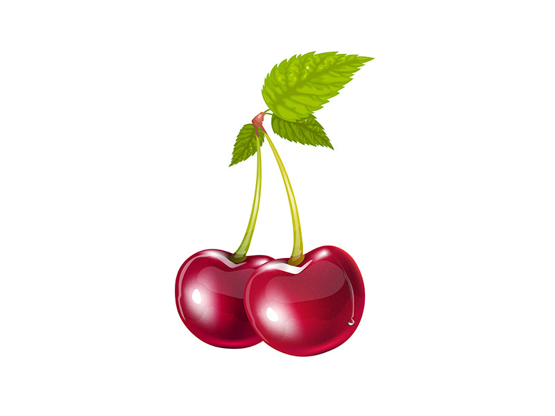 Cherry branch with green leaves realistic vector illustration