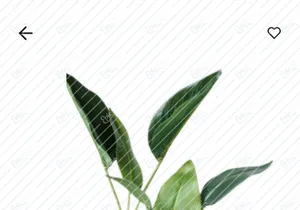 Planta - Diseño de App Móvil de Plantas