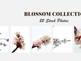 spring blossom stock photos capturing the beauty of nature in full bloom preview picture