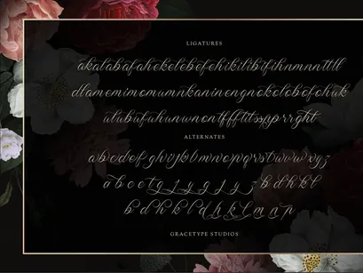Wistallion | Classic Calligraphy