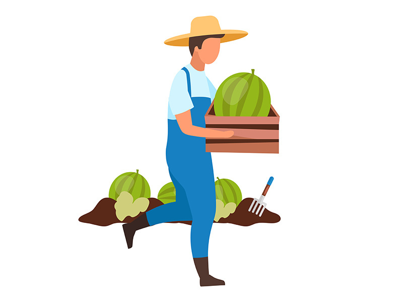 Male farmer harvest watermelon flat vector illustration