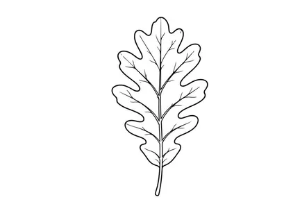 Nahaufnahme eines Eichenblatts mit detaillierter Textur. Natürliches botanisches Element für Öko-, Natur- oder Umweltthemen.