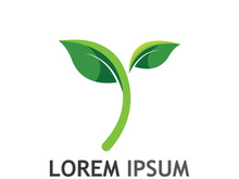 Natural green leaf logo design.