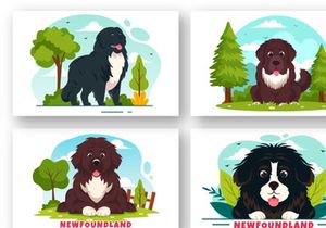 10 Newfoundland Dog Illustration