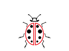 ladybird animal  vector logo symbol icon