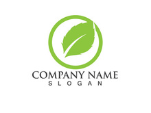 Green leaf logo Vector