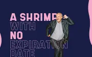 Shrimp - Free Typeface