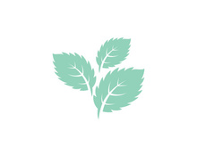 Mint Leaf icon template illustration