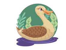 duck mallard swimming in the pond