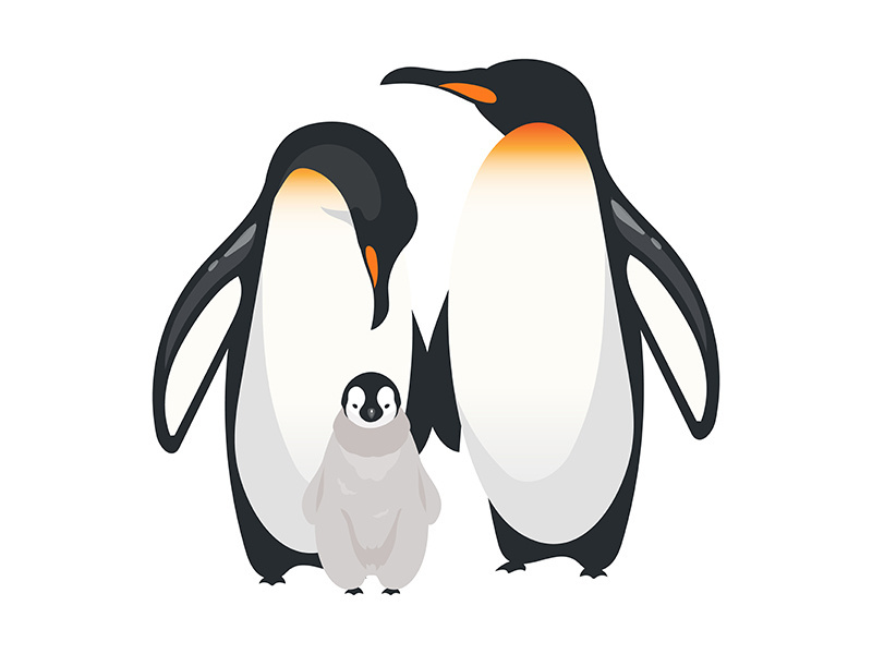Emperor penguins flat color vector illustration