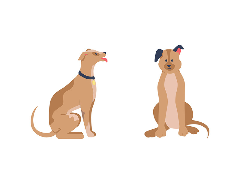 Happy dogs sitting flat color vector detailed character set