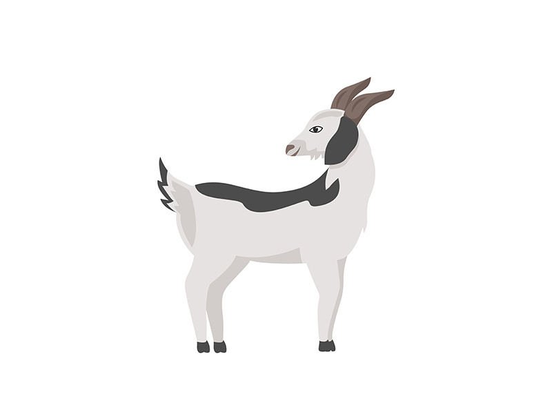 Goat with grey spots flat color vector character