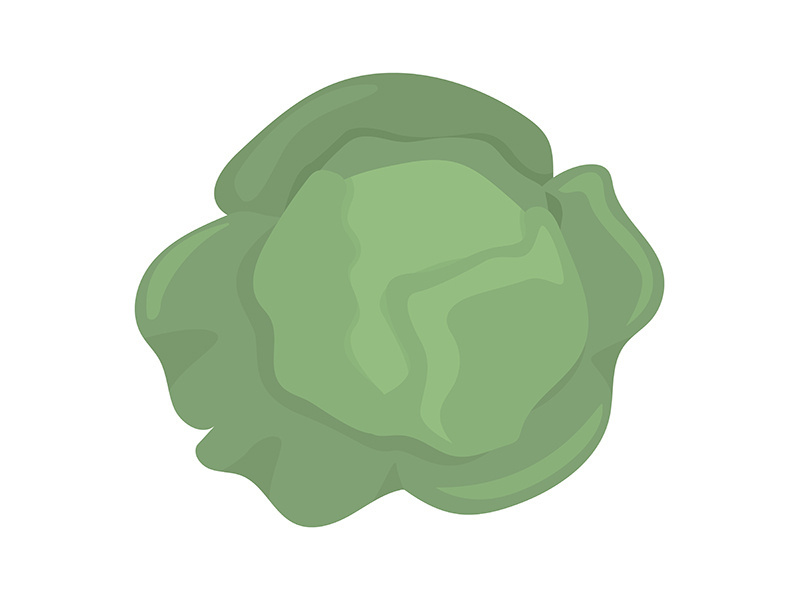 Fresh cabbage semi flat color vector object