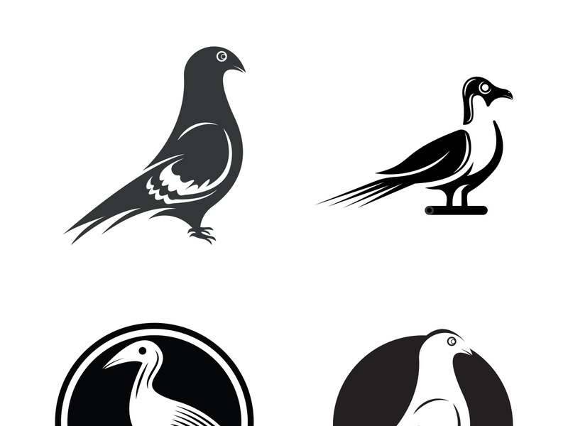 Elegant bird logo icon design and symbol vector template
