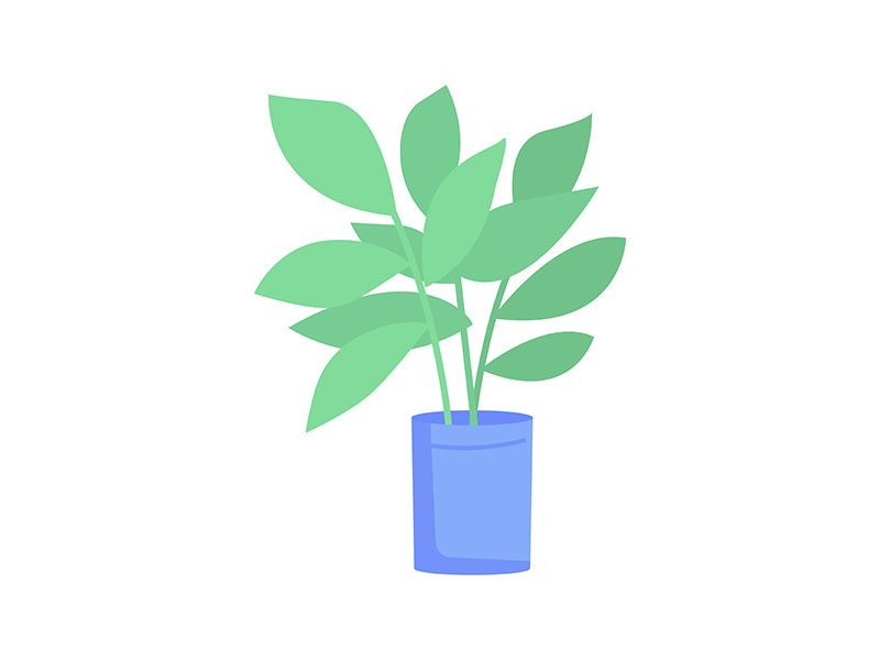 Ficus elastica plant in blue pot semi flat color vector object