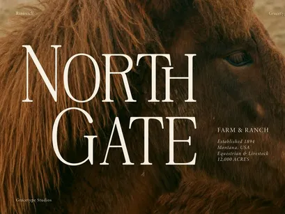 Rinovich | Display Serif Font