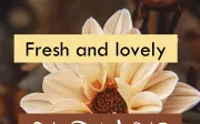 ALOJHA – Modern Casual Handwritten Font - (OTF)