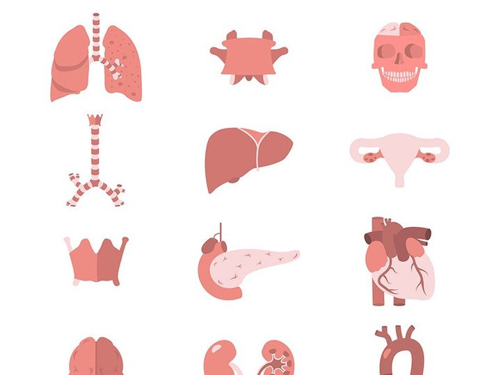 23 Human Anatomy Icons