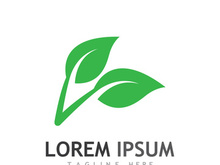 Natural green leaf logo design.