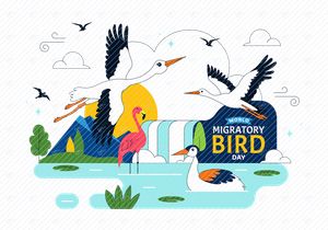 10 Ilustrasi Hari Burung Migrasi Dunia