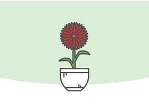 Indor Flower Vector Illustration