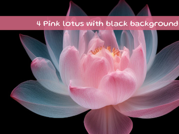 Pink lotus with black background preview picture