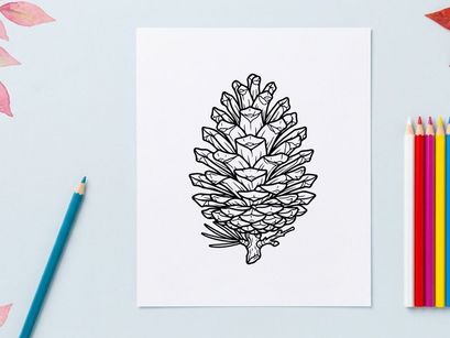 Close-up of a pine cone on white background. Natural botanical detail for nature and environmental themes.