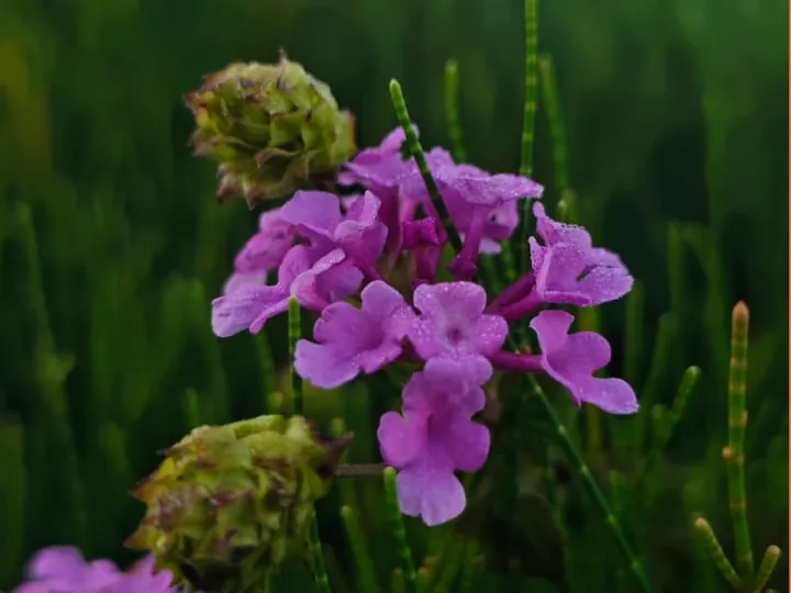 Purple Blooms in the Wild