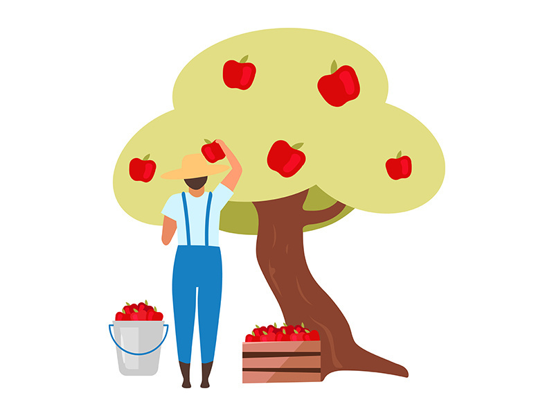 Male farmer gathering ripe fruit from apple tree flat vector illustration
