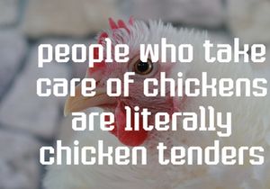 Chicken Stickers