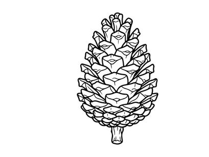 Close-up of a pine cone on a white background. Natural botanical detail for nature and outdoor themes.