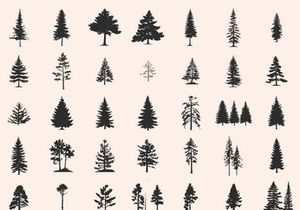 Silhouettes Trees Set, Pine Tree fir pruce cedar white patch alder elm birch ash cypress beech palm tree.