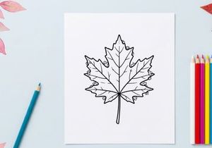 Close-up of a detailed maple leaf. Natural autumn foliage with vibrant colors.