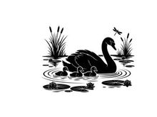 Mother swan and cygnets in pond silhouette