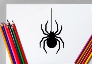 Close-up of a black spider with long legs on white background