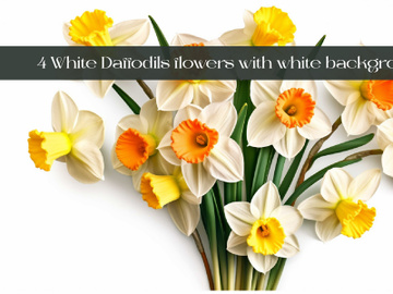 White Daffodils flowers with white background preview picture