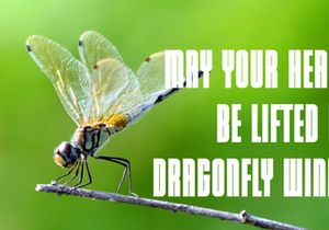 Summer Dragonfly - Modern Vintage Font