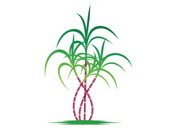 Sugarcane logo vectcr