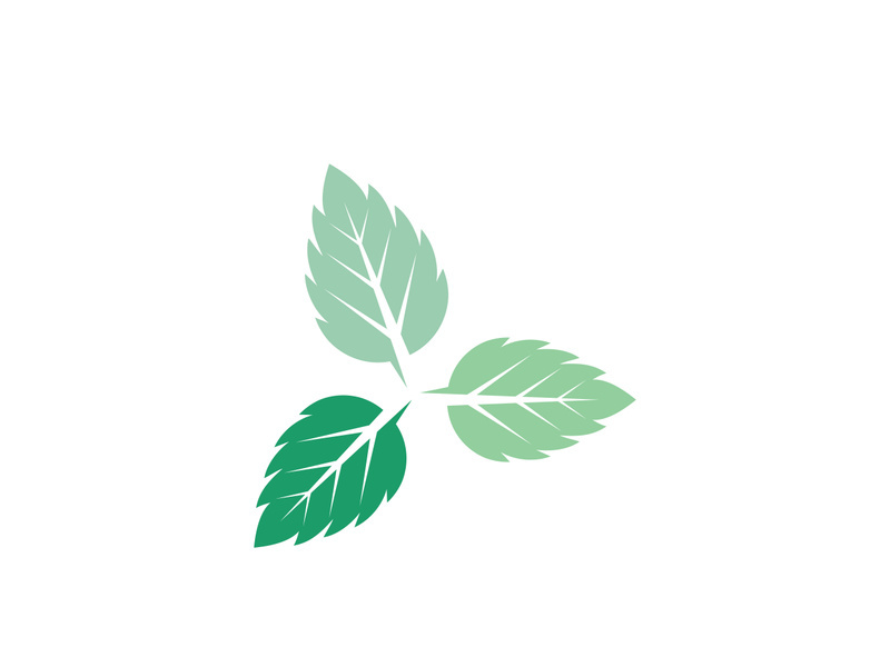 Mint Leaf icon template illustration