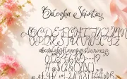 Beloga Shimtey