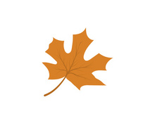 Maple Leaf design illustration